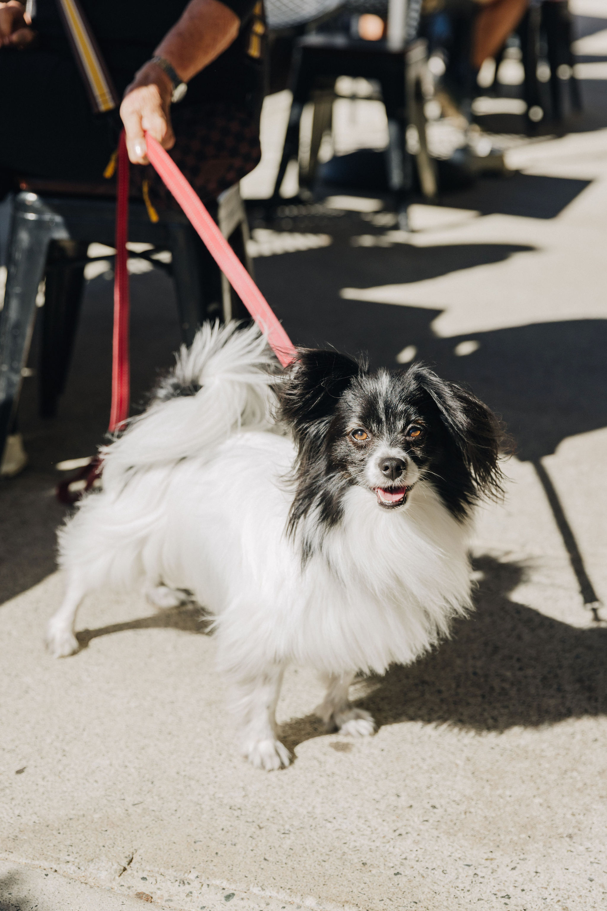 A dog visiting the cafe